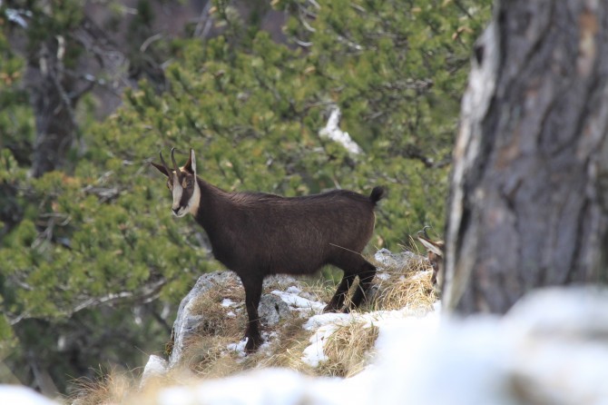 Слика 1. Балканска дивокоза, фото. Жељко Секулић