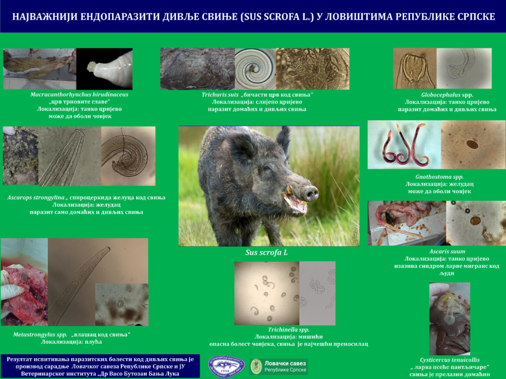Илустрације резултата паразитолошких налаза код дивље свиње