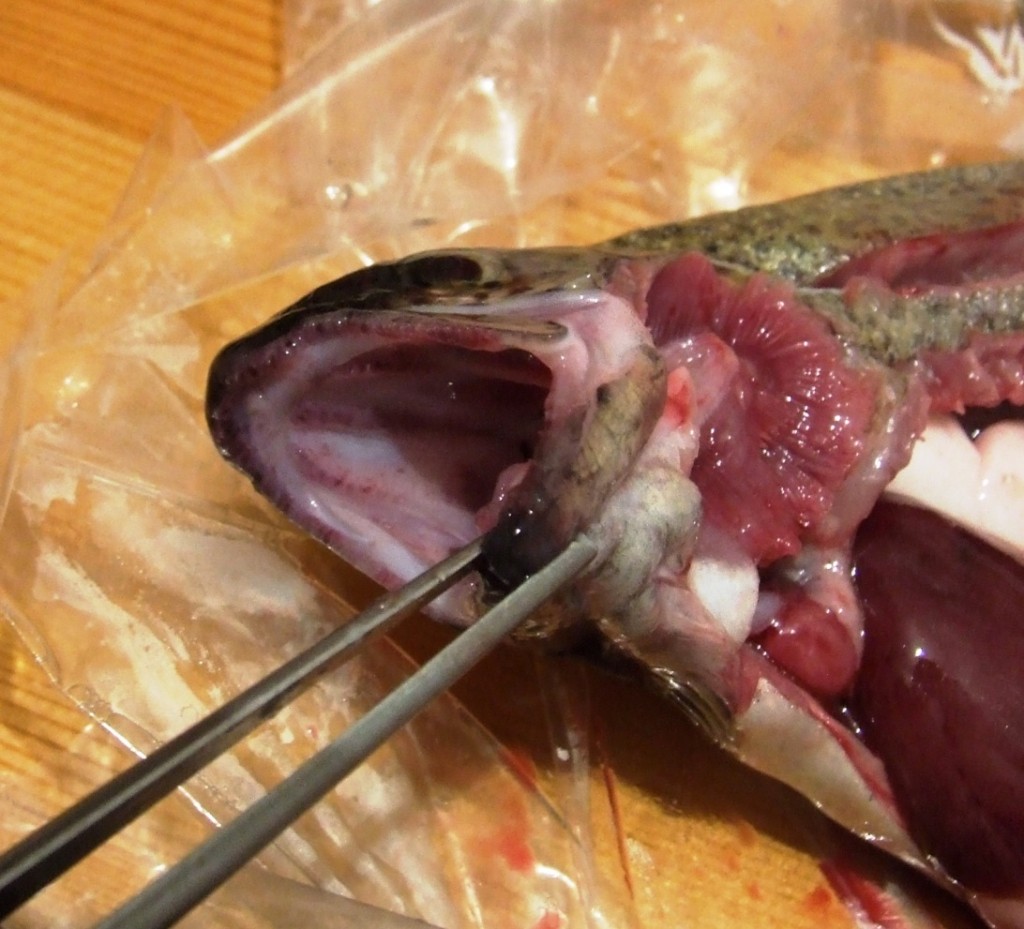 Болест црвених уста