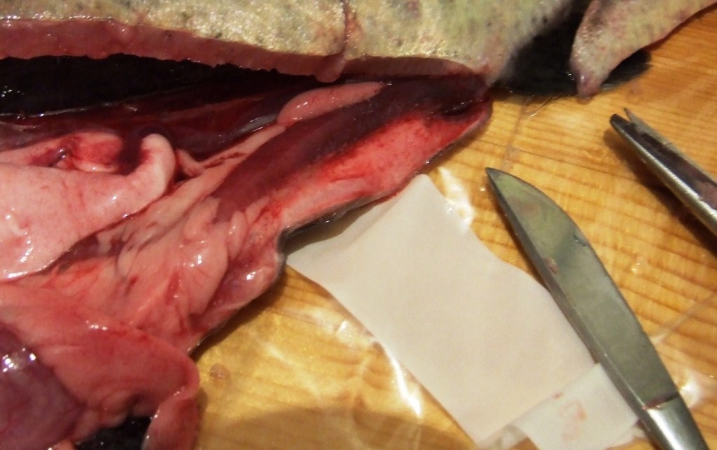 Хеморагично запаљење цријева код јерсиниозе