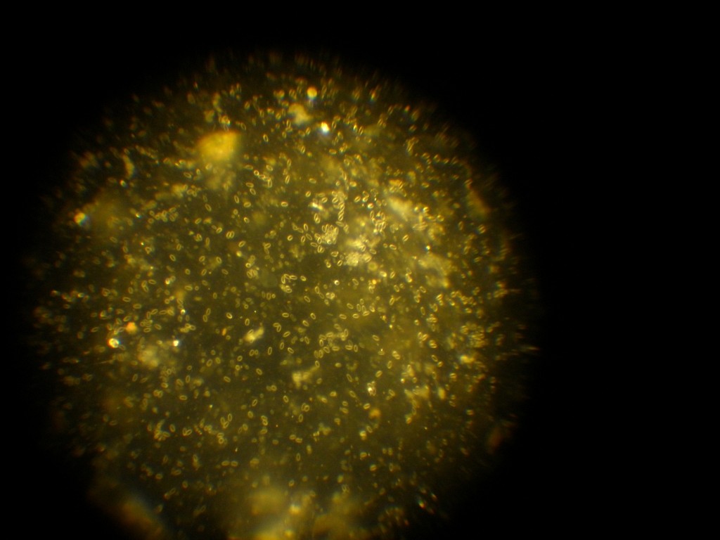 Nosema cerane у тамном пољу